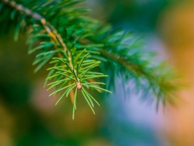 FreeImages.com Content License