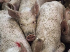 В Калининградской области зафиксировали новую вспышку африканской чумы свиней