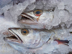 СМИ: Россельхознадзор снял ограничения на ввоз продукции эстонской рыбоперерабатывающей фирмы
