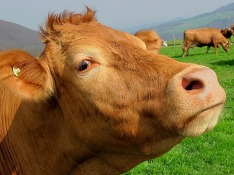 Пассажирский поезд с курортниками сбил стадо коров в Пензенской области