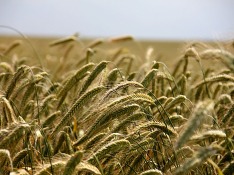 Минсельхоз планирует до конца года закупить 1,5 млн тонн зерна