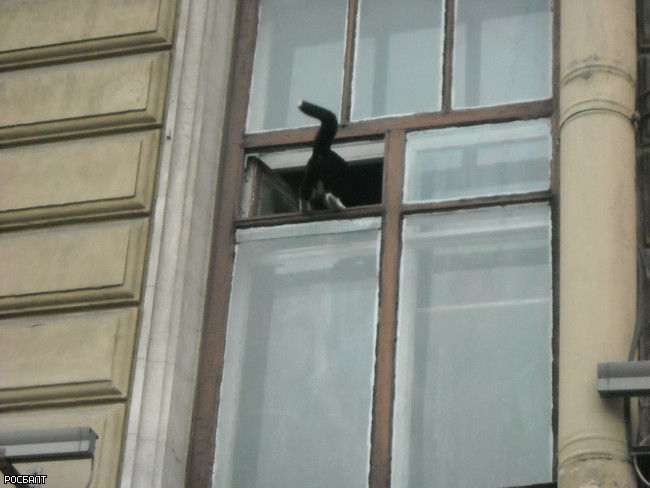 Петербуржцы активно поддержали черного кота, стремящегося домой (фото)