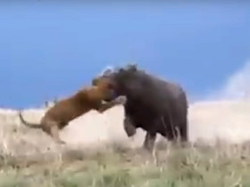 Стоп-кадр видео