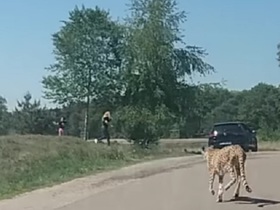 Стоп-кадр видео