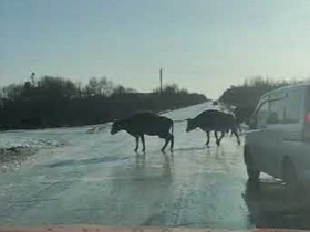Стоп-кадр видео