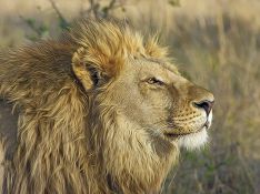 Американец, убивший льва Сесила в Зимбабве, оказался матерым браконьером