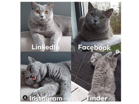 Instagram@mila_and_joy_britishshorthairs
