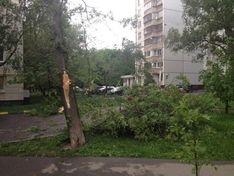 Три человека пострадали из-за падения деревьев в Москве