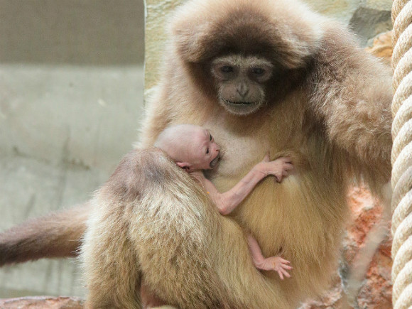 В Ленинградском зоопарке у пары гиббонов появился на свет малыш (фото)