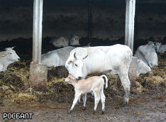 В польской деревне родился двуглавый теленок