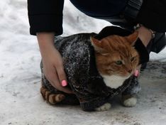 Кота из Выборгского замка нарядили в теплое пальто (фото)