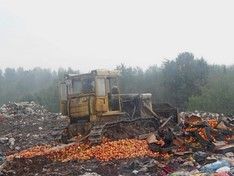 В Псковской области раскатали бульдозерами на свалке 25 тонн яблок и помидоров (фото)