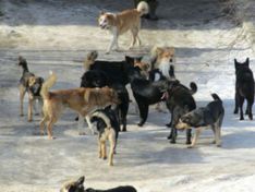 Бешеные собаки держат в страхе жителей Подмосковья