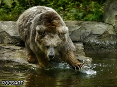 На Курилах задержаны живодеры, давившие медведя на джипе