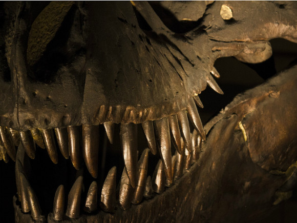 В Австралии нашли неповрежденные останки динозавра возрастом больше 100 млн лет