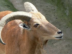 Фото Wikimedia Commons