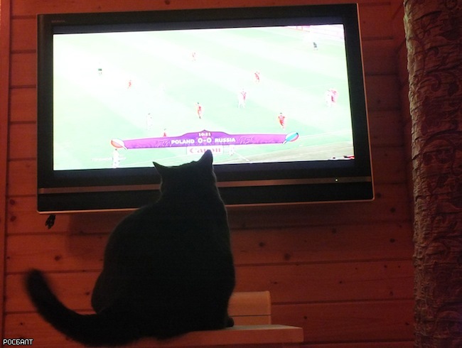 Петербургский кот Жора занял третье место в мире среди животных-прорицателей на Евро-2012 (фото, видео)