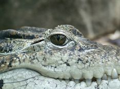 Жителей Техаса шокировал крокодил в озере с ножом в голове (фото)