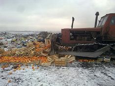 РФ уничтожила в Смоленской области 130 т яблок, хурмы и помидор, ввезенных из Белоруссии