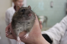 Крыса вылезла из унитаза жительницы Новороссийска (видео)