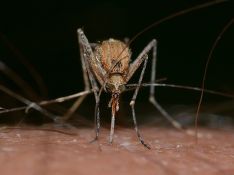У жительницы Британских островов после укуса комара остановилось сердце