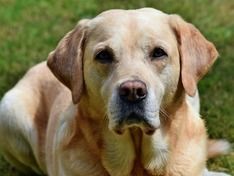 СМИ: В Великобритании собака по запаху диагностировала рак у своей хозяйки