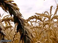 За время действия экспортной пошлины вывоз пшеницы из РФ упал в 2,5 раза