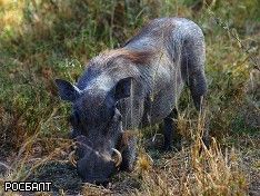 Трех диких кабанов нашли в пруду на улице Лени Голикова