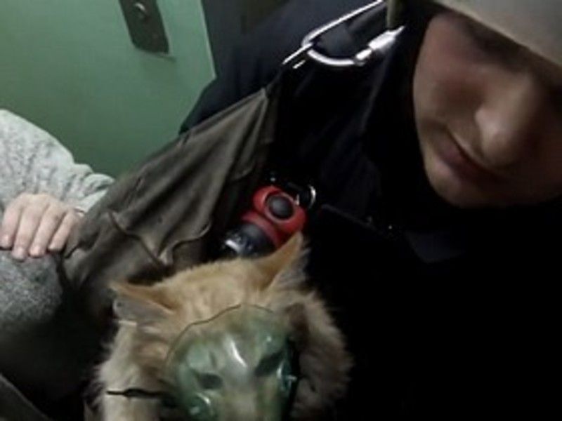 на ютубе видео как мчс кислородную маску кошке на ютубе видео как мчс кислородную маску кошке