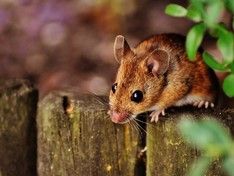 Законодательное собрание Петербурга закупит мышей