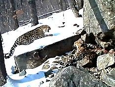 Раненый детеныш дальневосточного леопарда найден в Приморье