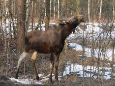 Петербуржцы заметили на КАД бегающего по дороге лося