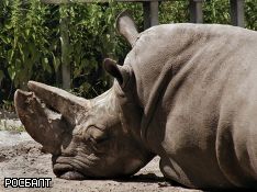 В Кении ученые борются за спасение вымирающего вида белого носорога