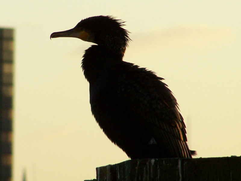 vice gubernator peterburga zayavil chto poshutil o baklanah unichtozhayushih kryshu zenit areny rosbalt