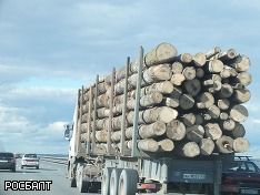 Матвиенко предложила запретить вывоз леса