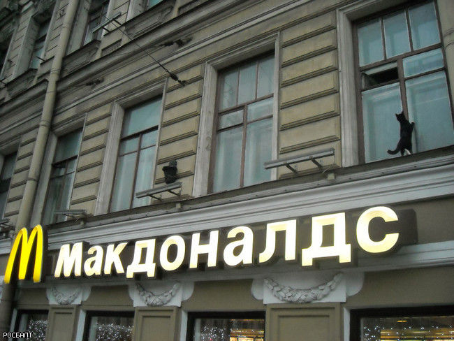 Петербуржцы активно поддержали черного кота, стремящегося домой (фото)