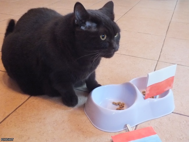 Петербургский кот Жора занял третье место в мире среди животных-прорицателей на Евро-2012 (фото, видео)