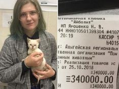 Студентка из Майкопа заплатила 340 тысяч рублей, чтобы отдать котенка в приют