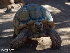 109-летняя черепаха вернулась к хозяйке после 11-месячного путешествия
