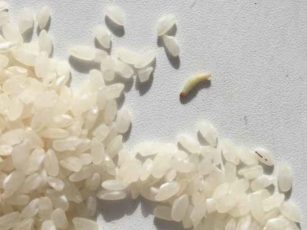 Маленькие белые червячки в рисе