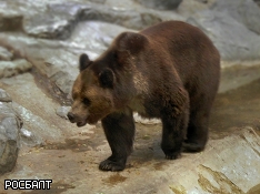 В Приморье мужчина выжил после «схватки» с медведем