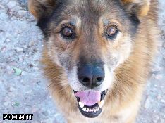 В Новороссийске бездомная собака отвязала и похитила породистого пса (видео)