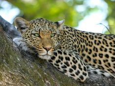 В Уссурийске возбуждено дело о нападении леопарда на ребенка