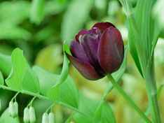 Заключенные сыктывкарской колонии вырастили 4 тыс. тюльпанов к 8 марта