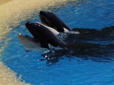 Власти Приморья пообещали ученым стремиться выпустить всех узников «китовой тюрьмы»
