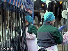 Россельхознадзор: Белоруссия экспортирует опасное сухое молоко