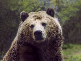 СС0 Public Domain