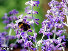 Ученые: Дикие пчелы и шмели предпочитают синие цветы