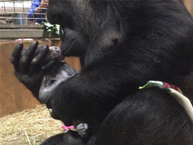 Smithsonianʼs National Zoo