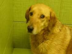 my.mail.ru/community/saveanimals, Бонус